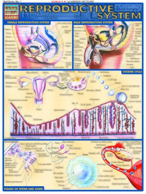 cover image of Reproductive System